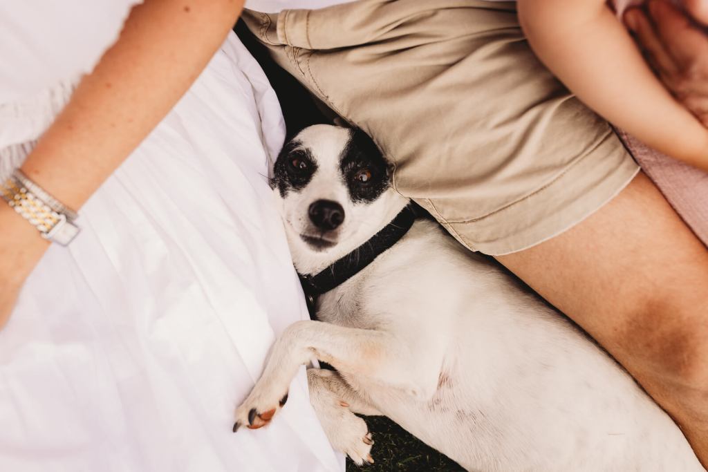 Family dog in in family pictures