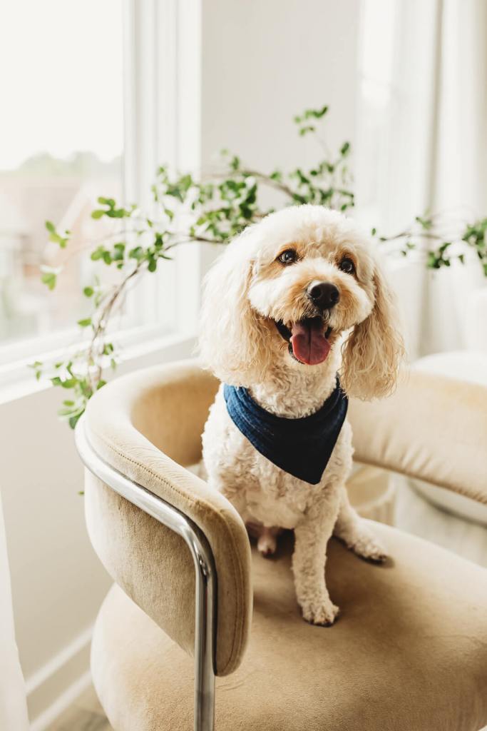Dog portrait in Marietta Studio